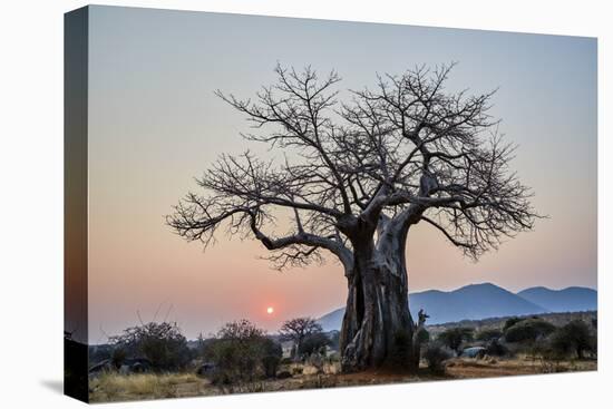 Baobab (Adansonia digitata) at sunrise, Ruaha National Park, Tanzania, East Africa, Africa-James Hager-Premier Image Canvas