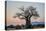 Baobab (Adansonia digitata) at sunrise, Ruaha National Park, Tanzania, East Africa, Africa-James Hager-Premier Image Canvas