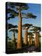 Baobab (Adansonia Grandidieri), Near Morondava, Madagascar-Andres Morya Hinojosa-Premier Image Canvas