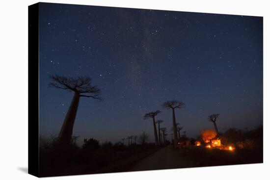 Baobab Alley, Madagascar-Art Wolfe-Premier Image Canvas