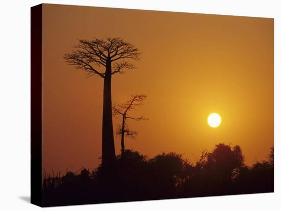 Baobab Avenue at Sunset, Madagascar-Daisy Gilardini-Premier Image Canvas