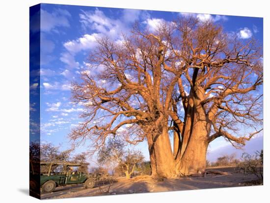 Baobab, Okavango Delta, Botswana-Pete Oxford-Premier Image Canvas