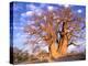 Baobab, Okavango Delta, Botswana-Pete Oxford-Premier Image Canvas