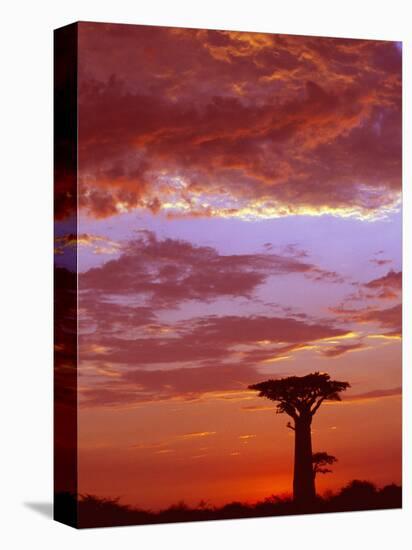 Baobab Silhouette at Sunset, Morondava, Madagascar-Pete Oxford-Premier Image Canvas
