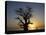 Baobab Tree and Couple Walking, Sine Saloum Delta, Senegal, West Africa, Africa-Robert Harding-Premier Image Canvas