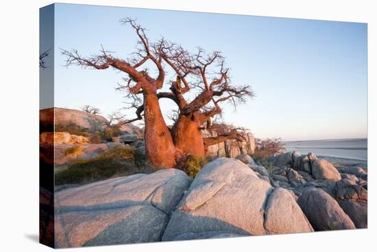 Baobab Tree at Dawn, Kubu Island, Botswana-Paul Souders-Premier Image Canvas