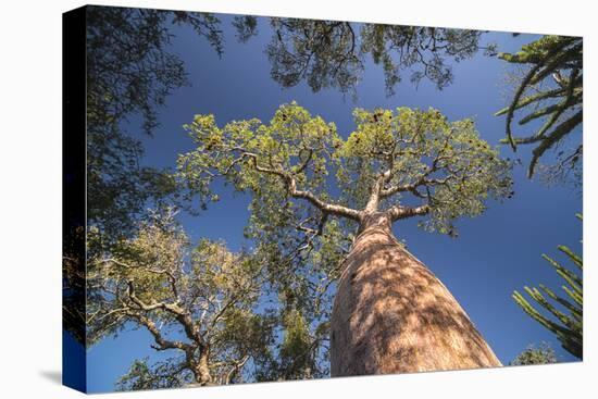 Baobab Tree in Spiny Forest, Parc Mosa a Mangily, Ifaty, South West Madagascar, Africa-Matthew Williams-Ellis-Premier Image Canvas