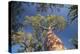 Baobab Tree in Spiny Forest, Parc Mosa a Mangily, Ifaty, South West Madagascar, Africa-Matthew Williams-Ellis-Premier Image Canvas