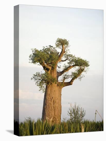 Baobab Tree on a Landscape, Berenty, Madagascar-null-Premier Image Canvas