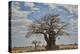 Baobab tree, Ruaha National Park, Tanzania, East Africa, Africa-James Hager-Premier Image Canvas