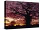 Baobab Tree Silhouetted by Spectacular Sunrise, Kenya, East Africa, Africa-Stanley Storm-Premier Image Canvas