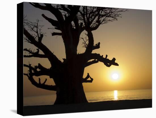 Baobab Tree, Sine Saloum Delta, Senegal, West Africa, Africa-Robert Harding-Premier Image Canvas