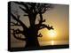 Baobab Tree, Sine Saloum Delta, Senegal, West Africa, Africa-Robert Harding-Premier Image Canvas