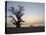 Baobab Tree, Sine Saloum Delta, Senegal, West Africa, Africa-Robert Harding-Premier Image Canvas