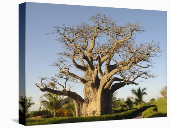 Baobab Tree, Sine Saloum Delta, Senegal, West Africa, Africa-Robert Harding-Premier Image Canvas