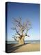 Baobab Tree, Sine Saloum Delta, Senegal, West Africa, Africa-Robert Harding-Premier Image Canvas