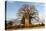 Baobab Tree-Michele Westmorland-Premier Image Canvas