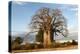 Baobab Tree-Michele Westmorland-Premier Image Canvas