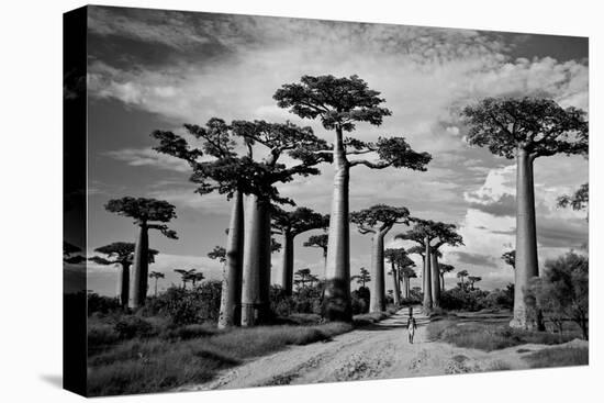 Baobab trees (Adansonia digitata) along a dirt road, Avenue of the Baobabs, Morondava, Madagascar-null-Premier Image Canvas