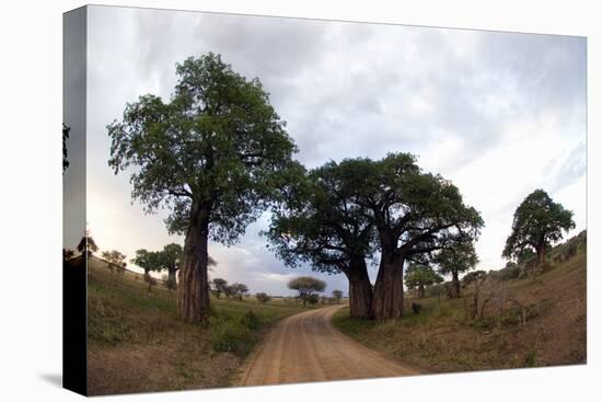 Baobab Trees (Adansonia Digitata) in a Forest, Tarangire National Park, Tanzania-null-Stretched Canvas
