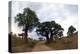 Baobab Trees (Adansonia Digitata) in a Forest, Tarangire National Park, Tanzania-null-Stretched Canvas