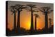Baobab Trees (Adansonia Grandidieri) at Sunset, Morondava, Toliara Province, Madagascar, Africa-G&M Therin-Weise-Premier Image Canvas