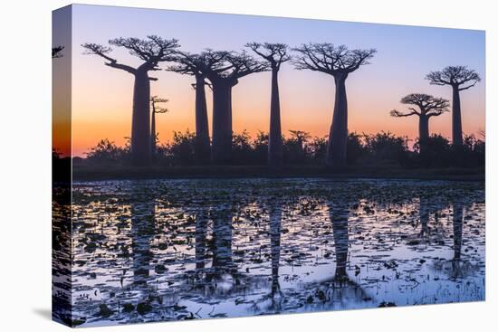 Baobab Trees (Adansonia Grandidieri) Reflecting in the Water at Sunset-G&M Therin-Weise-Premier Image Canvas