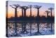 Baobab Trees (Adansonia Grandidieri) Reflecting in the Water at Sunset-G&M Therin-Weise-Premier Image Canvas