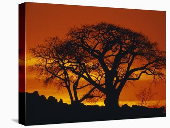 Baobab Trees at Sunset-Paul Souders-Premier Image Canvas