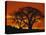 Baobab Trees at Sunset-Paul Souders-Premier Image Canvas