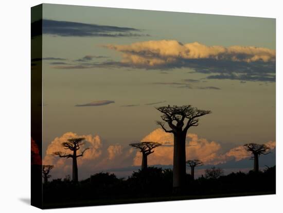 Baobab Trees in Baobabs Avenue, Near Morondava, West Madagascar-Inaki Relanzon-Premier Image Canvas