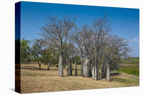 Baobab Trees in Kununurra, Kimberleys, Western Australia, Australia, Pacific-Michael Runkel-Premier Image Canvas