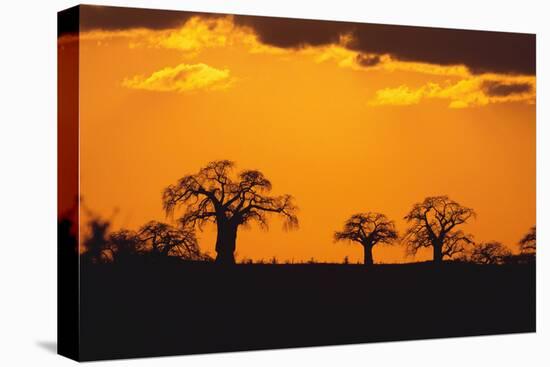 Baobab Trees in the Sunset-DLILLC-Premier Image Canvas