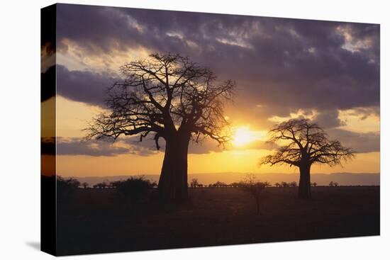 Baobab Trees in the Sunset-DLILLC-Premier Image Canvas