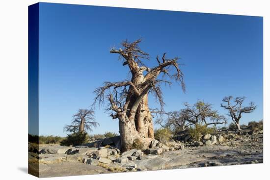 Baobab Trees, Kubu Island, Botswana-Paul Souders-Premier Image Canvas