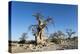 Baobab Trees, Kubu Island, Botswana-Paul Souders-Premier Image Canvas