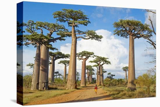 Baobab Trees, Morondava, Madagascar, Africa-Bruno Morandi-Premier Image Canvas