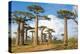 Baobab Trees, Morondava, Madagascar, Africa-Bruno Morandi-Premier Image Canvas