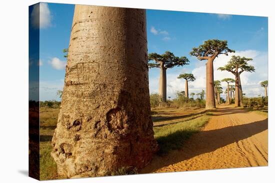 Baobab Trees, Morondava, Madagascar, Africa-Bruno Morandi-Premier Image Canvas