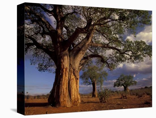 Baobab Trees, Tarangire National Park, Tanzania-Art Wolfe-Premier Image Canvas