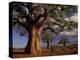 Baobab Trees, Tarangire National Park, Tanzania-Art Wolfe-Premier Image Canvas