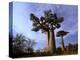 Baobab, Western Dry Forest, Morondava, Madagascar-Pete Oxford-Premier Image Canvas