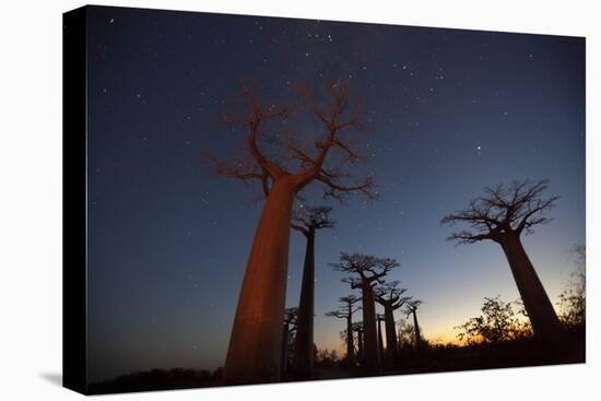 Baobob Tree, Madagascar-Art Wolfe-Premier Image Canvas