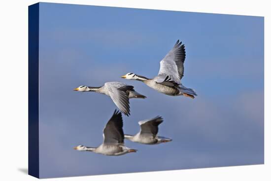 Bar Headed Geese (Anser Indicus) Group Of Four In Flight Above The Lashihai Lake-Dong Lei-Premier Image Canvas