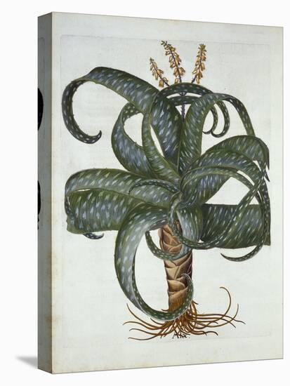Barbados Aloe, from 'Hortus Eystettensis', by Basil Besler (1561-1629) Pub. 1613-German School-Premier Image Canvas
