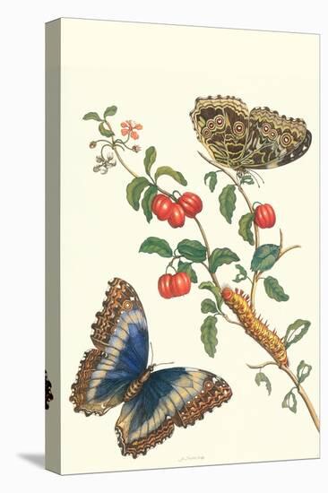 Barbados Cherry Tree with a Moth-Maria Sibylla Merian-Stretched Canvas