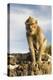 Barbary Ape on the Gunung Batur-Christoph Mohr-Premier Image Canvas