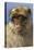 Barbary Ape Portrait (Macaca Sylvanus) Gibraltar-John Cancalosi-Premier Image Canvas