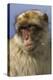 Barbary Ape Portrait (Macaca Sylvanus) Gibraltar-John Cancalosi-Premier Image Canvas