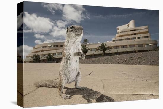 Barbary Ground Squirrel (Atlantoxerus Getulus) Outside Hotel-Sam Hobson-Premier Image Canvas